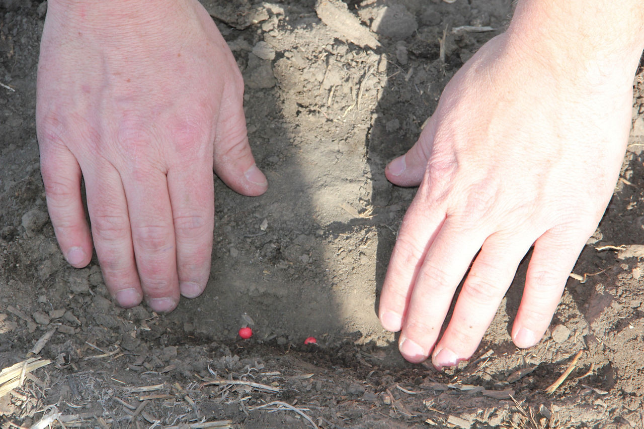 Planting - Depth and Spacing in Soybeans