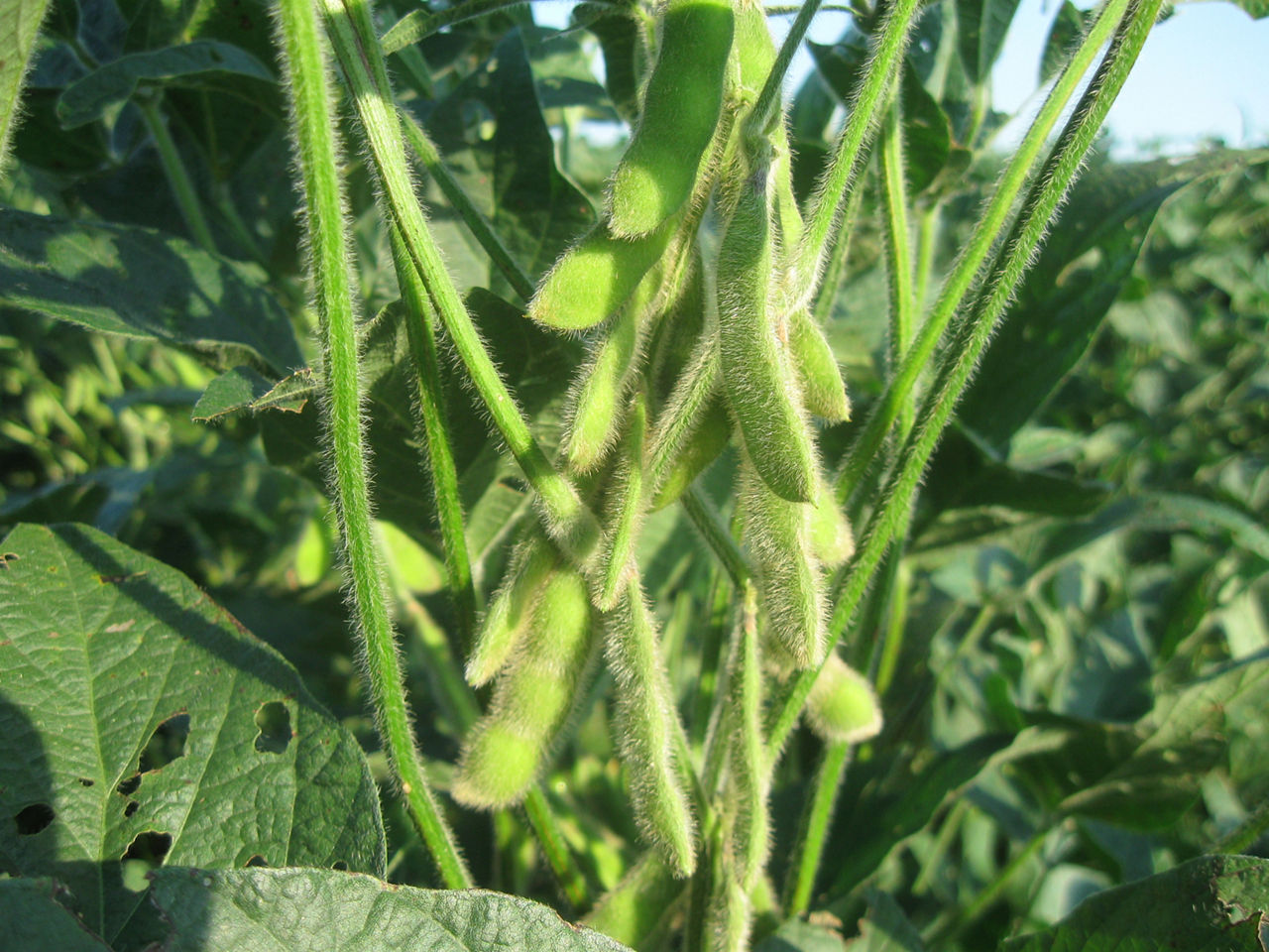 Development - Green Soybean Seed Pods. 