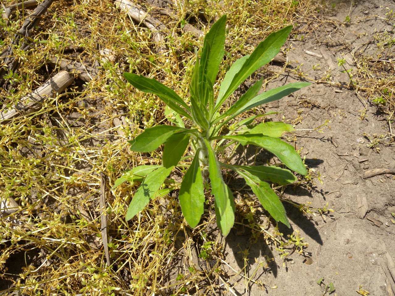 Marestail with Stem Elongation - Late Planting Xtendimax