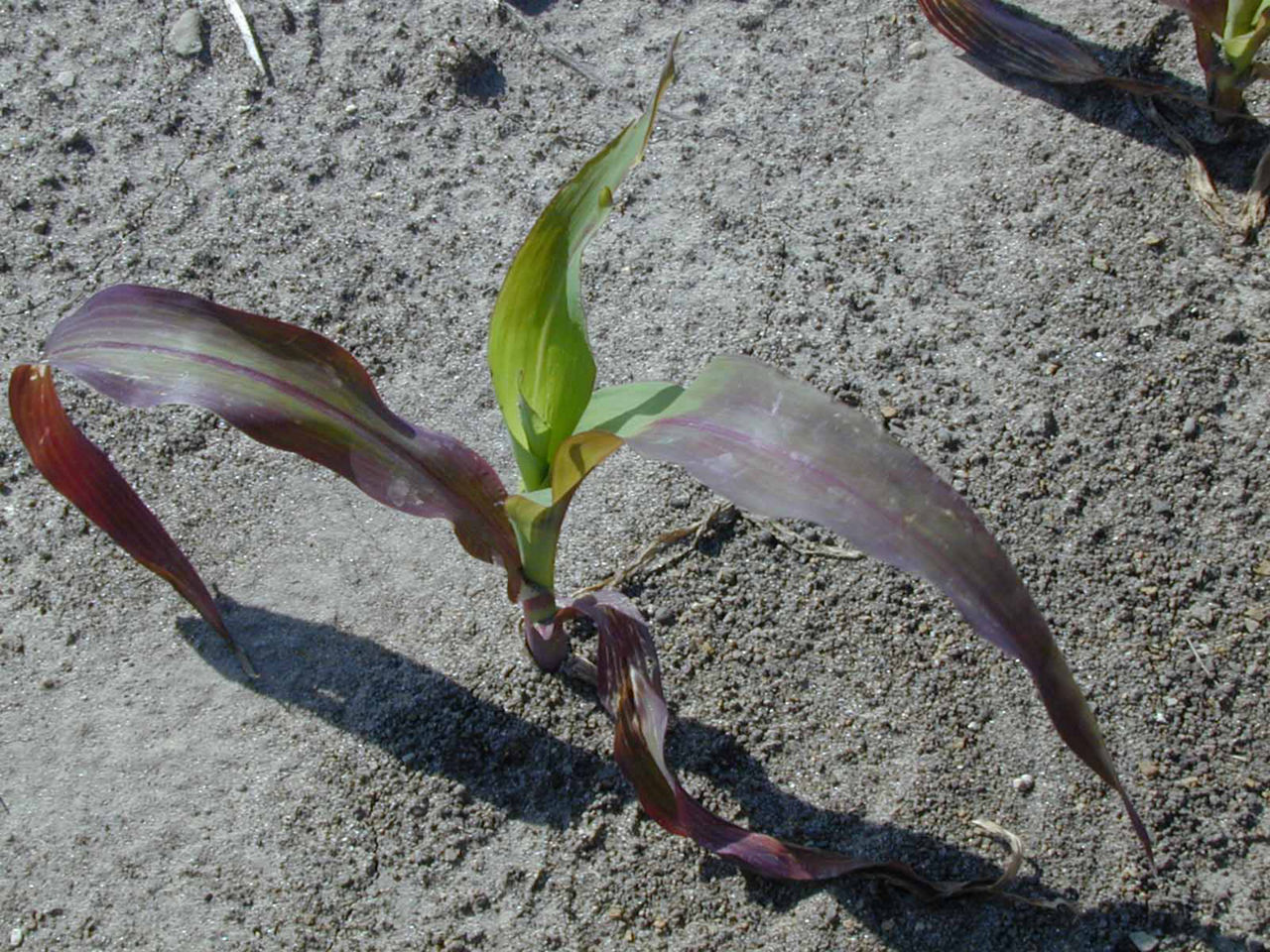 Figure 3. Purplish leaves caused by phosphorus deficiency.
