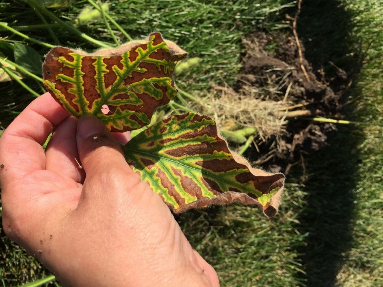 Sudden Death Syndrome (SDS) in soybean images
