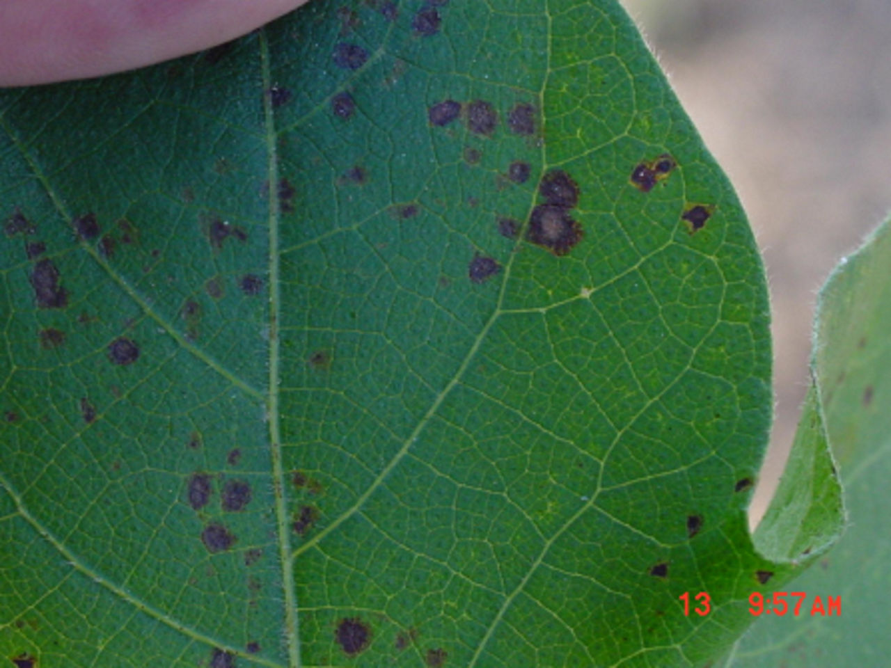 Alternaria Leaf Spot in Cotton