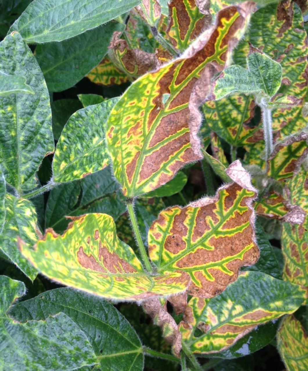 Foliar symptoms caused by sudden death syndrome