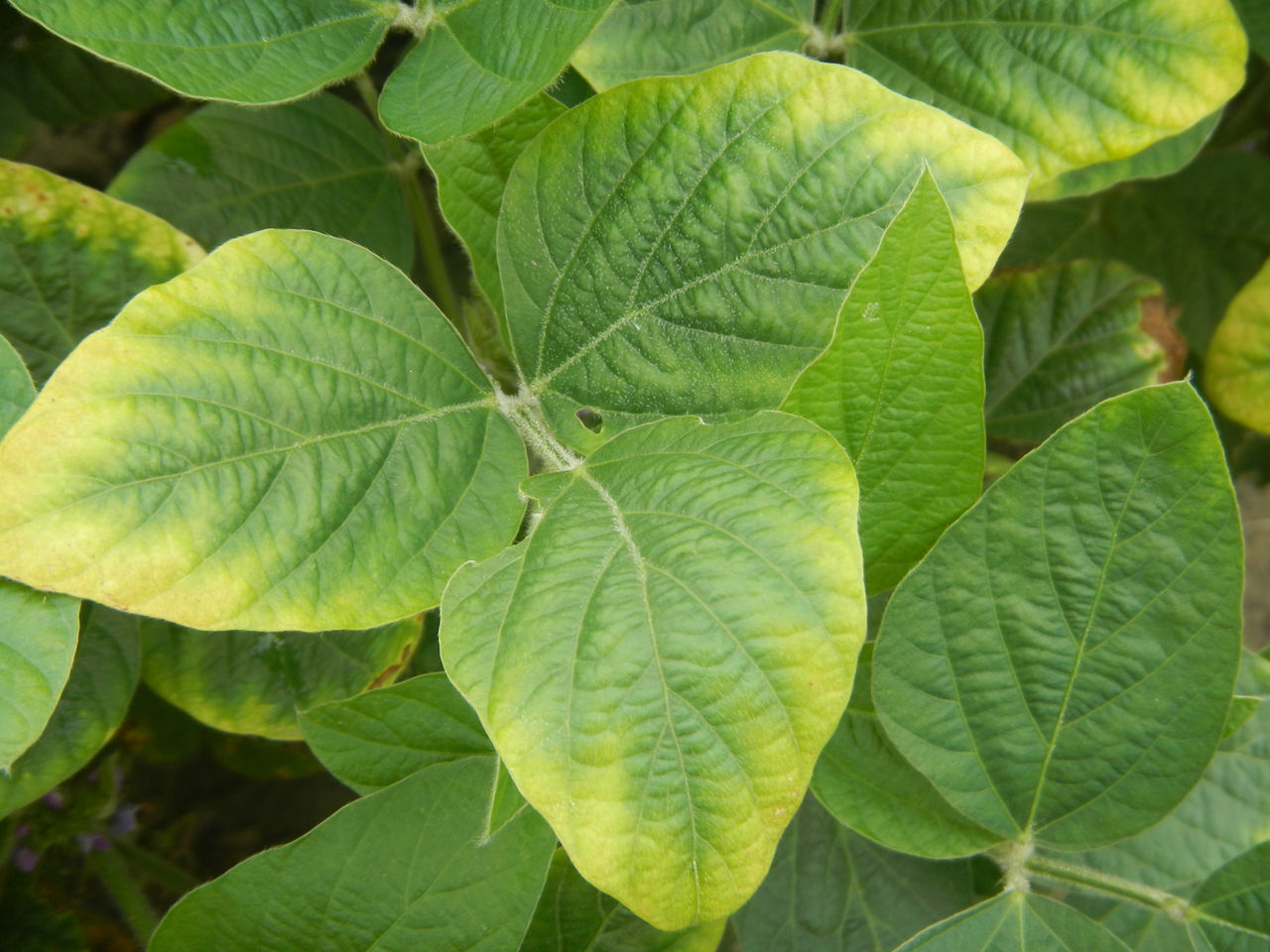 Potassium Deficiency Soybean Leaf 