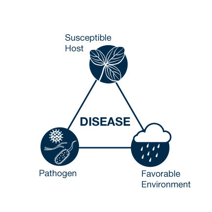 Disease Triangle Disease only occurs when the pathogen is present with a susceptible host and the environment favors disease. The amount of time spent in conditions favorable for disease determines the severity of disease.