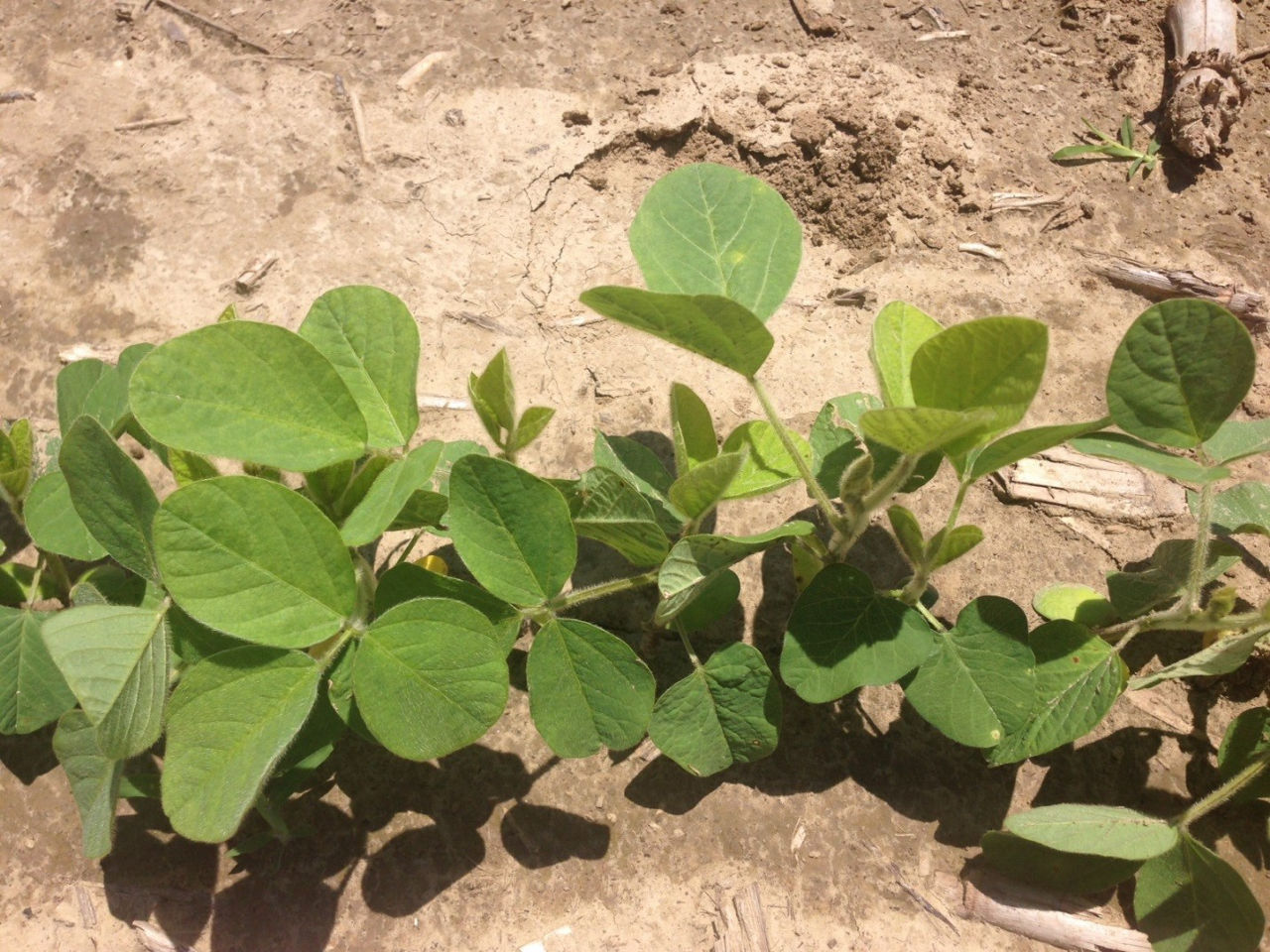 Sulfur deficiency. Photo courtesy of Dr. Bobby Golden, Mississippi State University. 