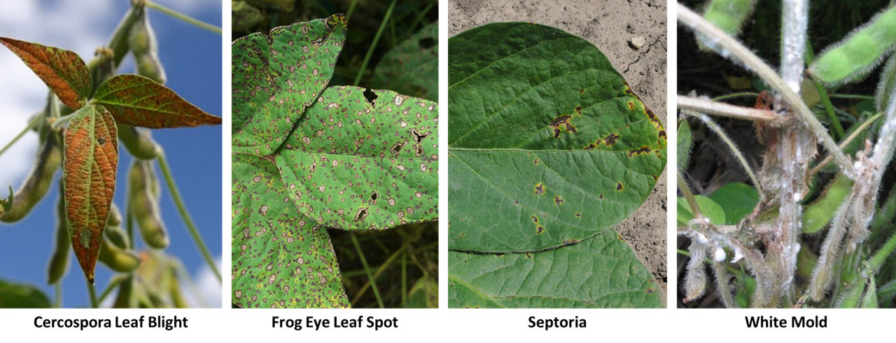 Disease symptoms of Cercospora leaf blight, frogeye leaf spot, Septoria brown spot, and white mold (Septoria brown spot image courtesy of Darin Eastburn, University of Illinois). 