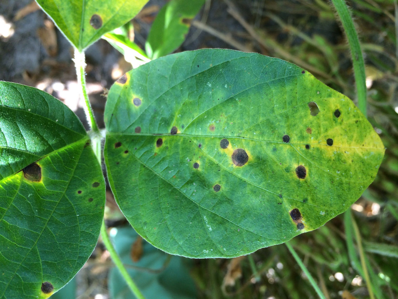 Target Spot in Soybean Leaf