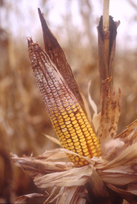 Giberrella Ear Rot - Ear 9