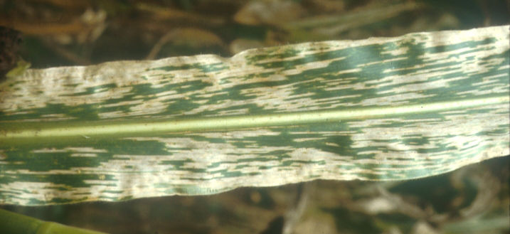 Figure 2. Severe infection of gray leaf spot on corn.