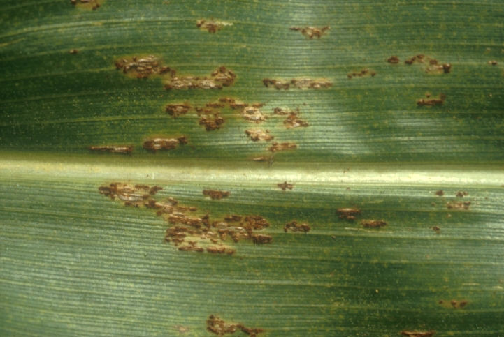 Common Rust - Corn Leaf Lesions 