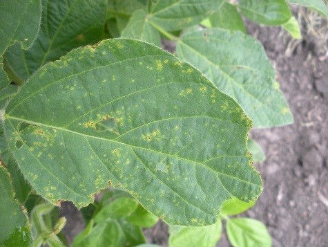Figure 1. Bacterial blight lesions on a soybean leaf.