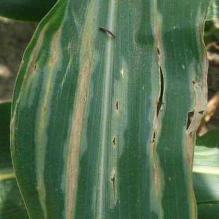 Stewart's Wilt - Corn Leaf Early image