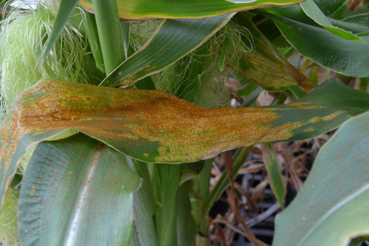 Southern Rust - In Corn Field image
