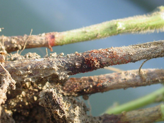 Figure 2. Soybean red crown rot infection on lower soybean stem showing red perithecia. 