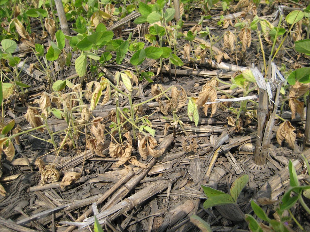 Figure 3. Late-season Phytophthora root rot on soybean seedlings