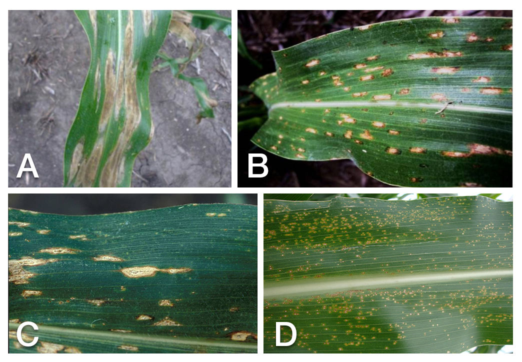 Symptoms of A) northern corn leaf blight (NCLB), B) gray leaf spot (GLS), C) Anthracnose leaf blight, and D) eyespot in corn.