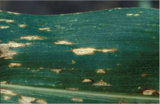 anthracnose leaf blight