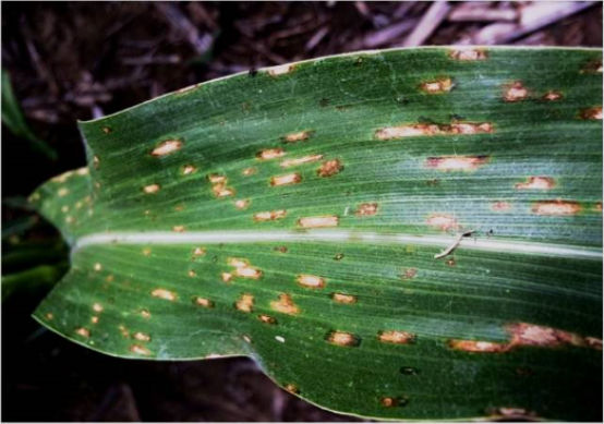 Figure 1. Gray leaf spot infection on corn.