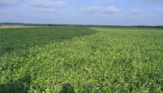  Nitrogen deficient soybean plants on right in contrast to nitrogen sufficient plants on left where previous soybean crop was planted