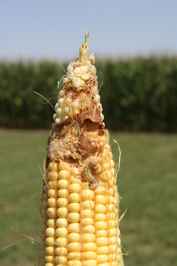 Corn Earworm - Larvae and Damage On Ear 05