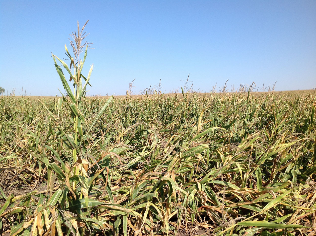 Figure 2. Lodging resulting from CRW damage to corn roots. 