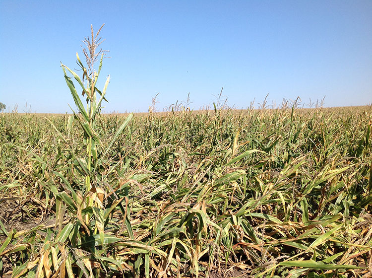 Corn Rootworm - Lodging 3