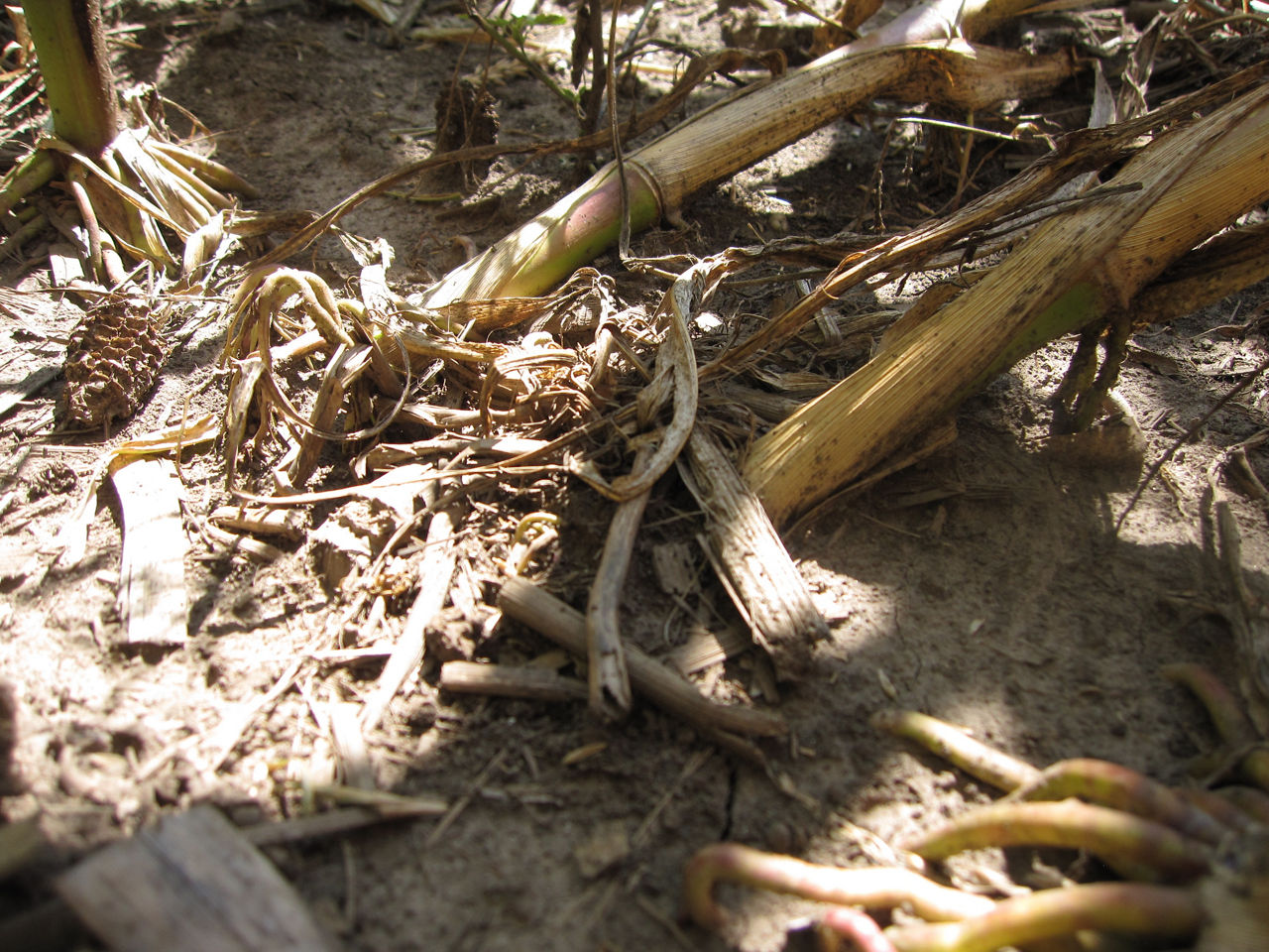 Figure 3. Root-lodged corn at harvest.
