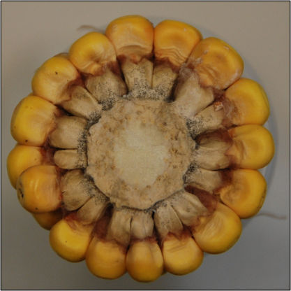 Nigrospora ear or cob rot