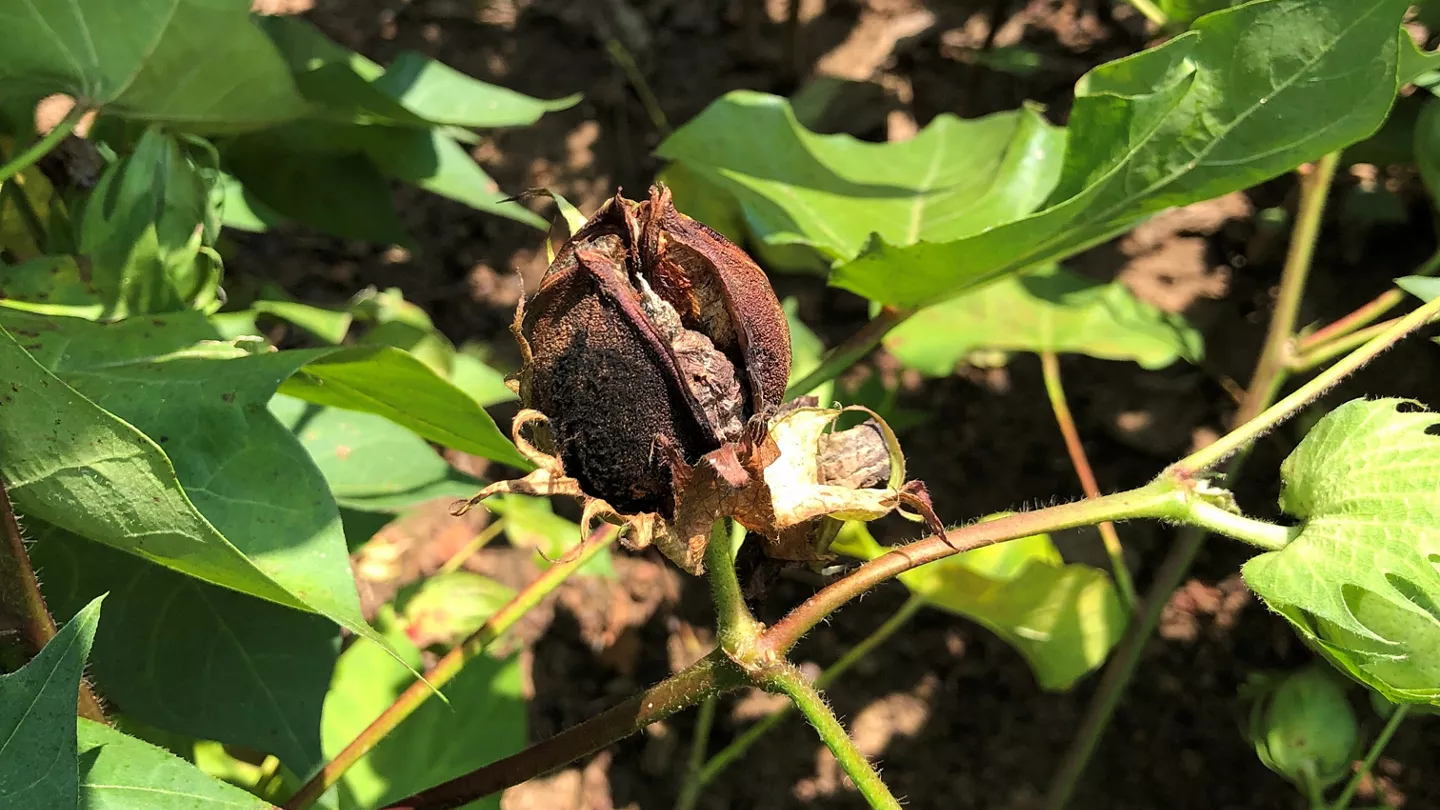 Managing Mid to Late Season Diseases in Cotton