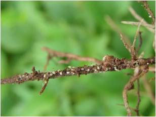 Figure 2. Soybean Cyst Nematode 