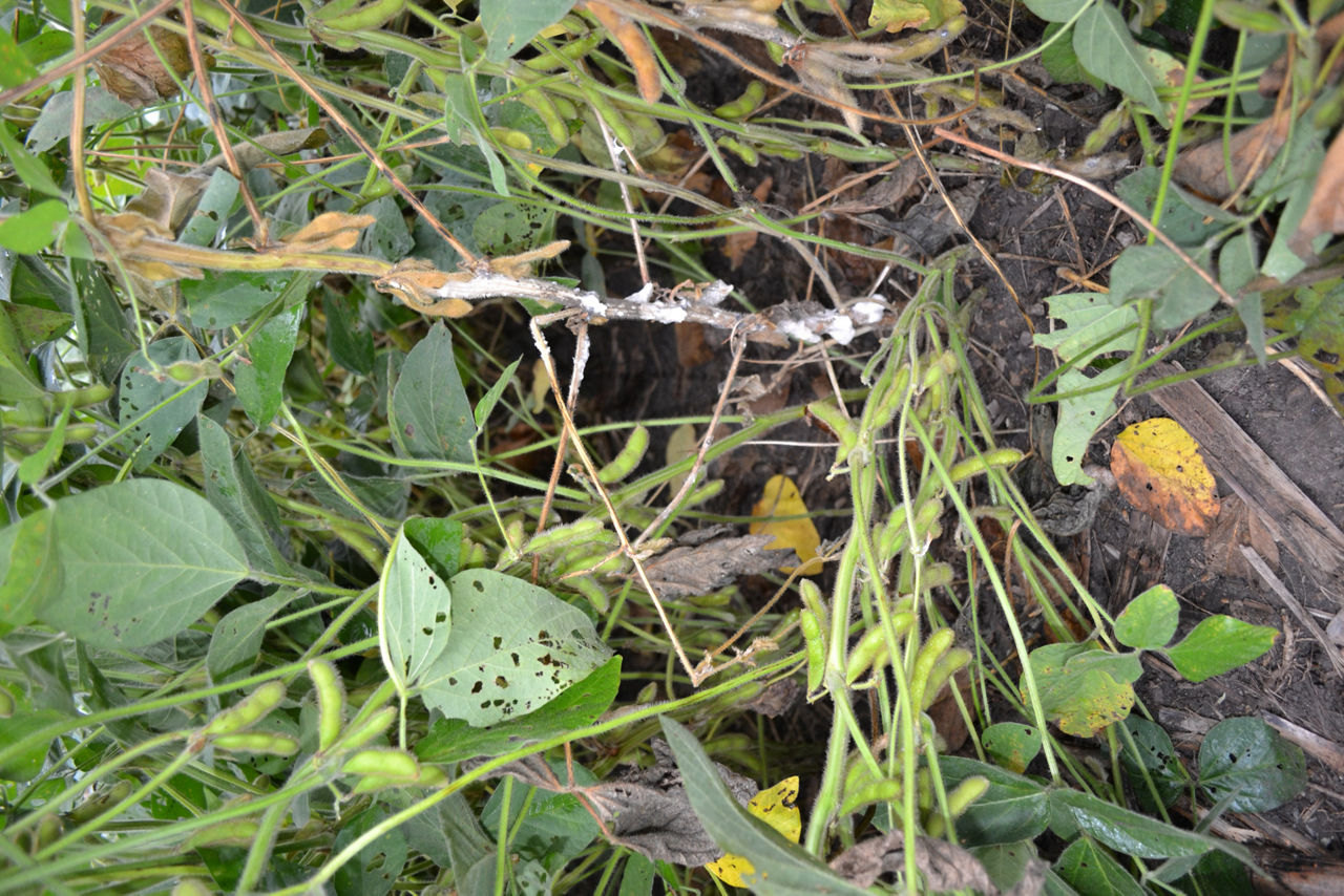 Figure 5. White mold. 