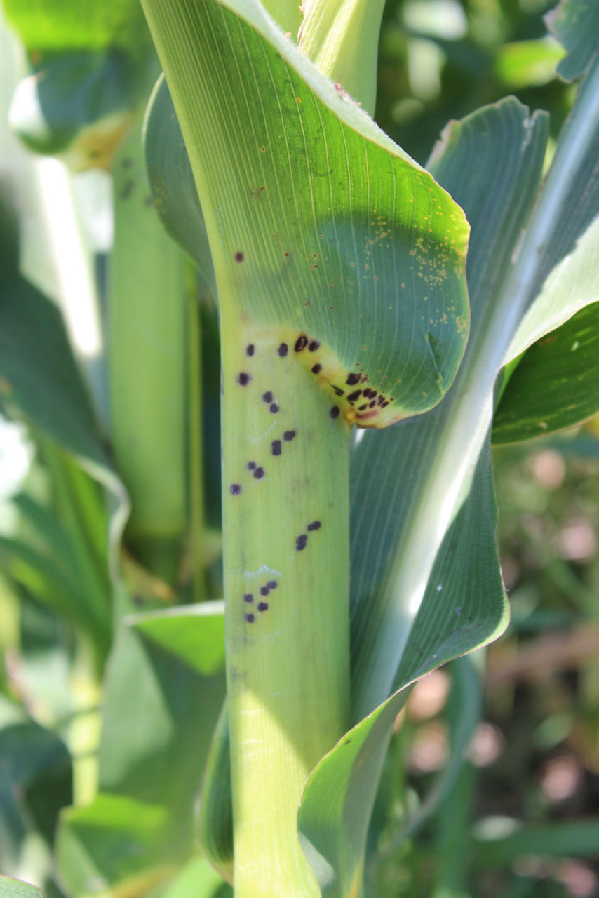 Physoderma brown spot on corn stalk and leaf image
