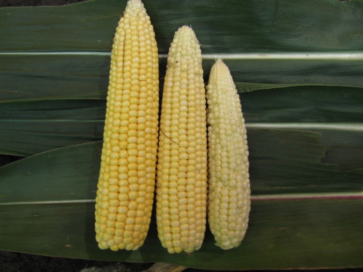 Comparison of ears from reduced stress (left) compared to more stress (left and right).
