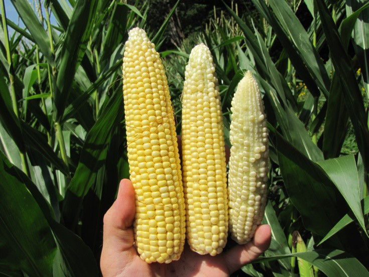 Ears grown under better soil conditions (left) compared to those with restricted roots (middle and right)