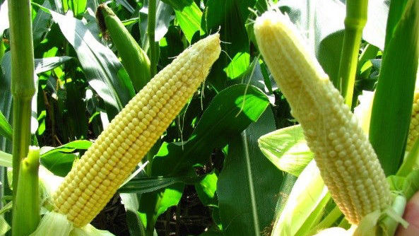 A corn ear with excellent pollination on the left and poor pollination on the right. 