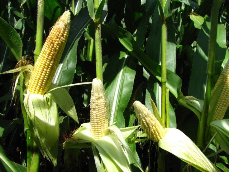 Poor pollination resulting from restricted root growth and delayed silking