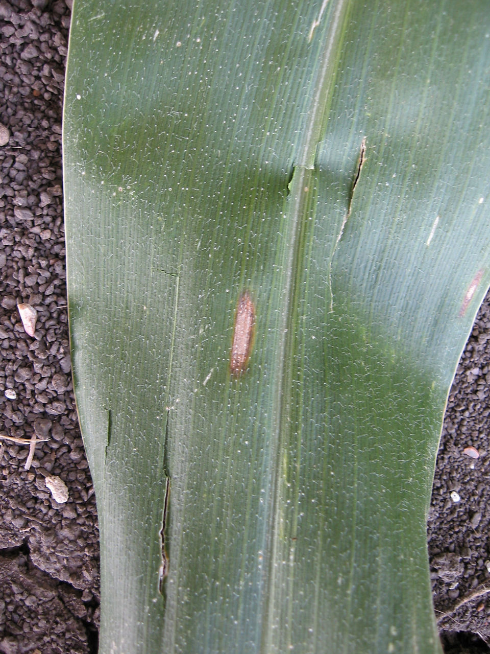 Gray Leaf Spot - On Leaf