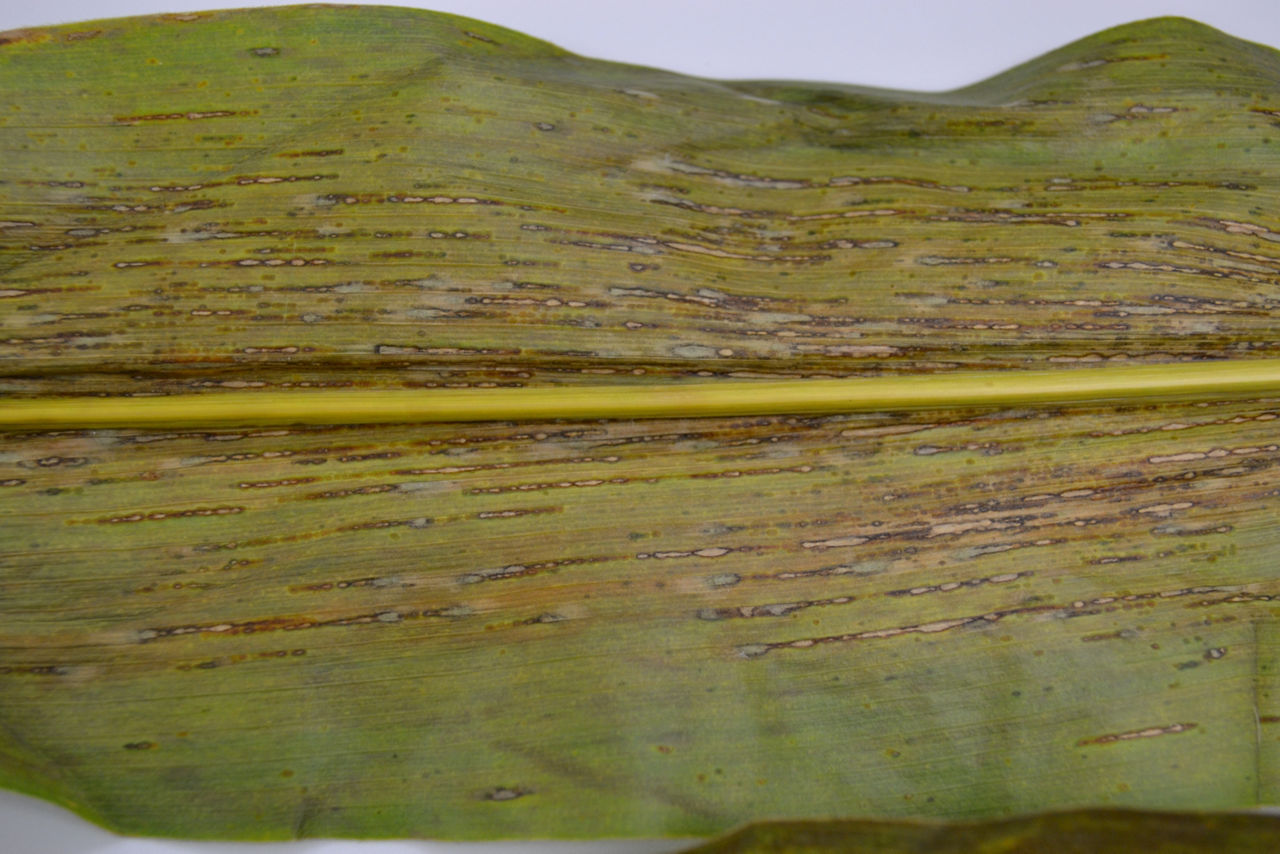 Northern Leaf Spot of Corn
