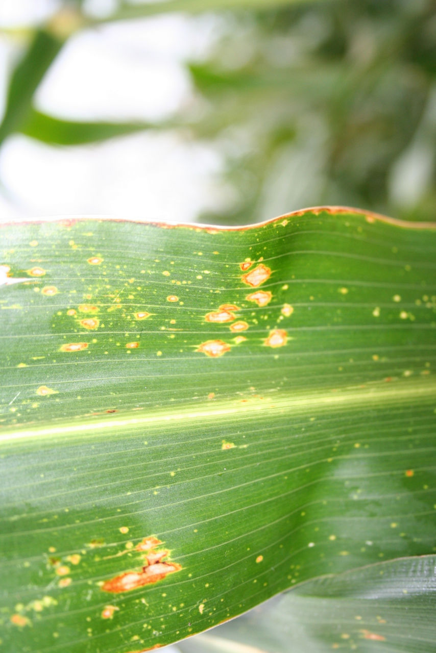 Figure 7. Southern corn leaf blight lesions.