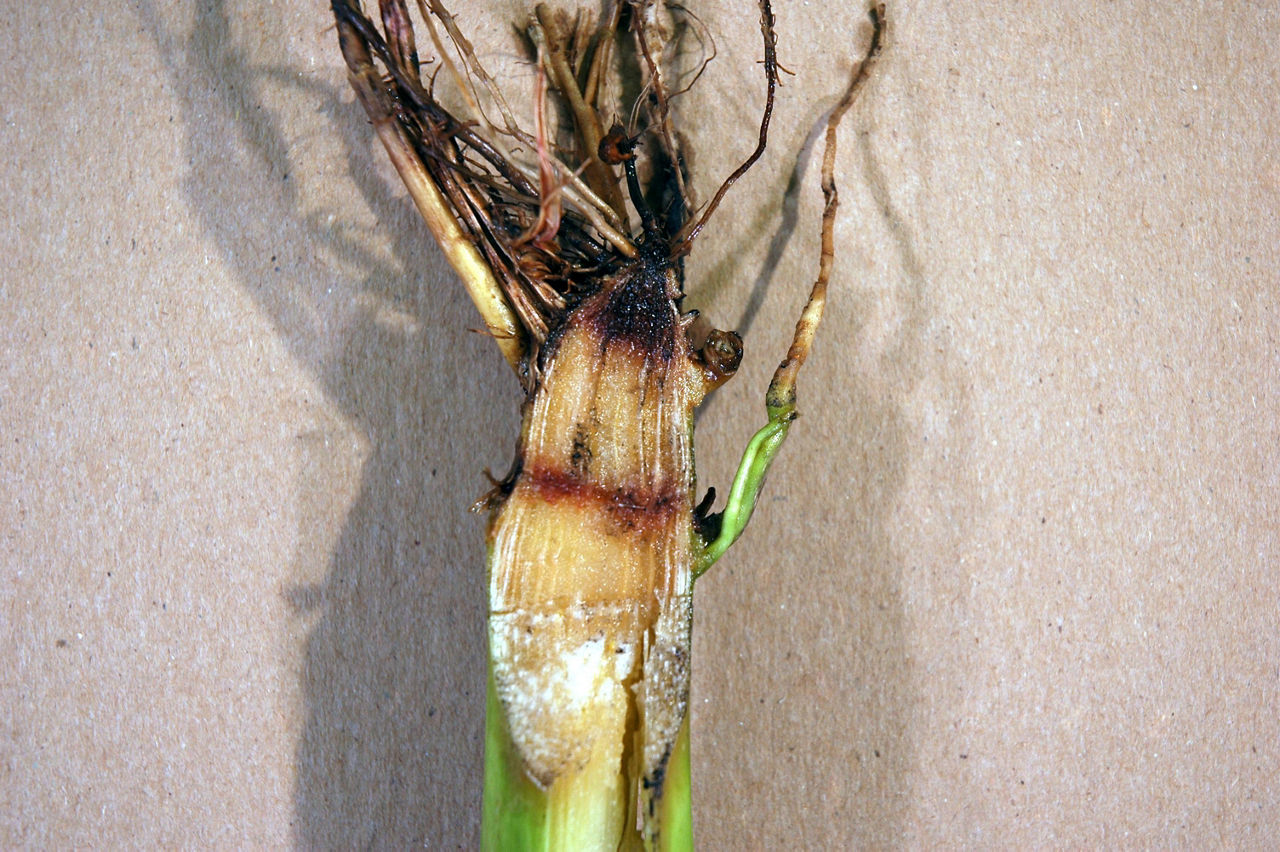Root crown showing infection from red root rot