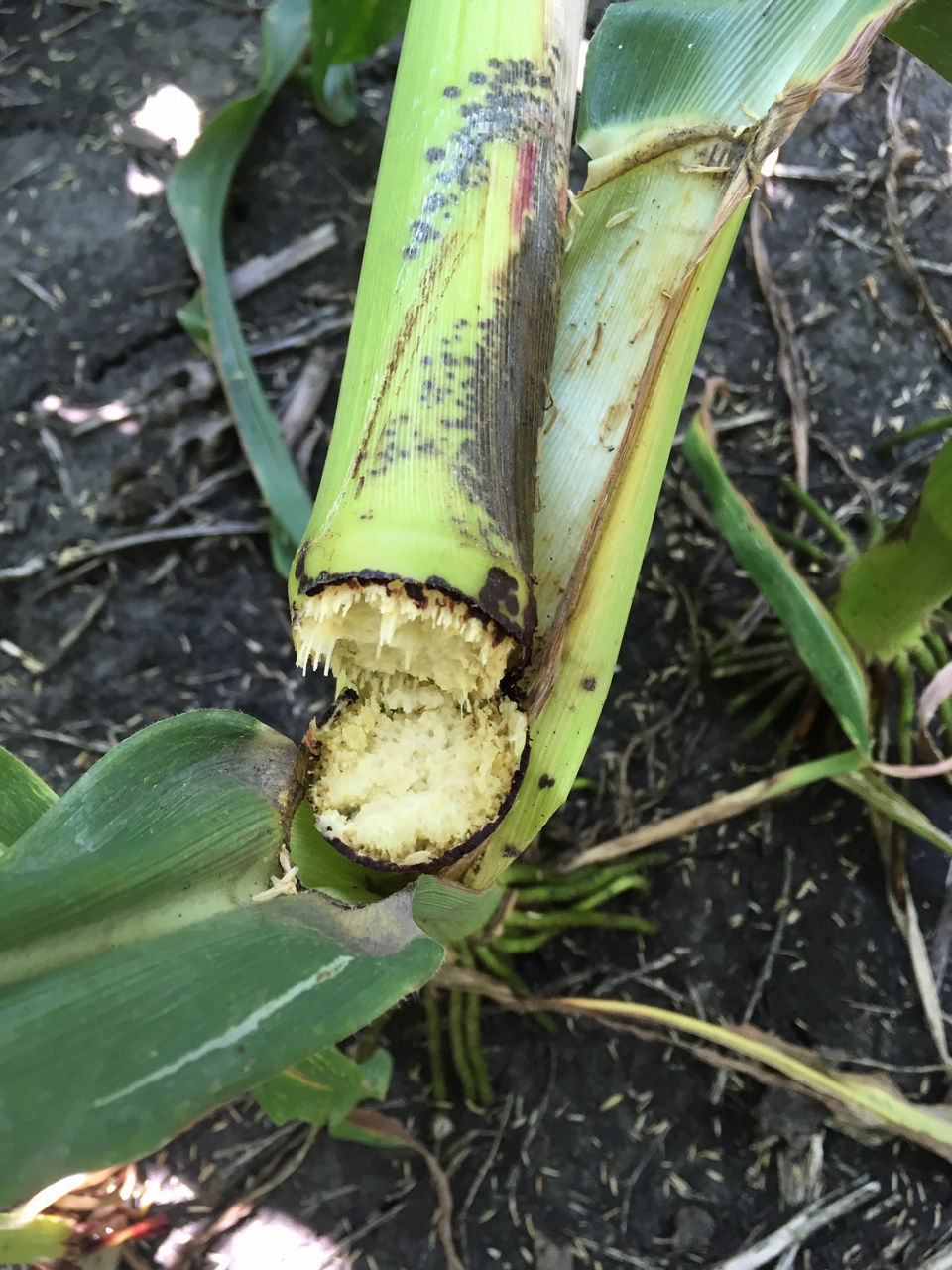 Snapped stalk at a node due to Physoderma stalk rot. Note the rust-colored sporangia by the stalk rind