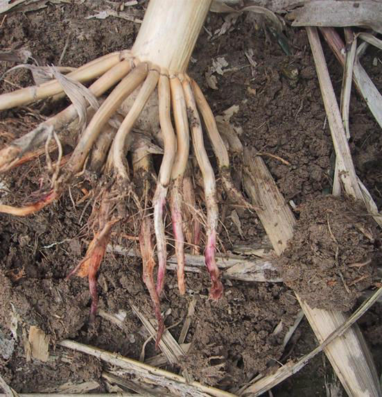 Red Root Rot