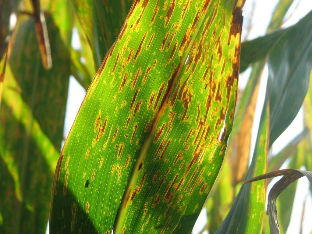 Gray leaf spot