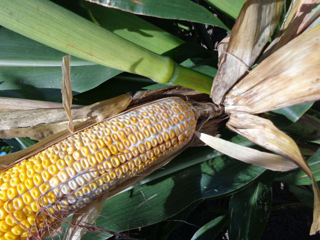 Figure 2. Diplodia ear rot can caused bleached husks and a white to gray mold that begins at the base of the ear and progresses towards the tip.  