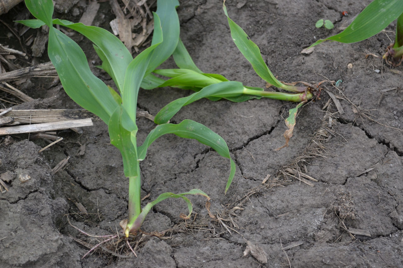 Is this Corn Dead?  Mississippi State University Extension Service