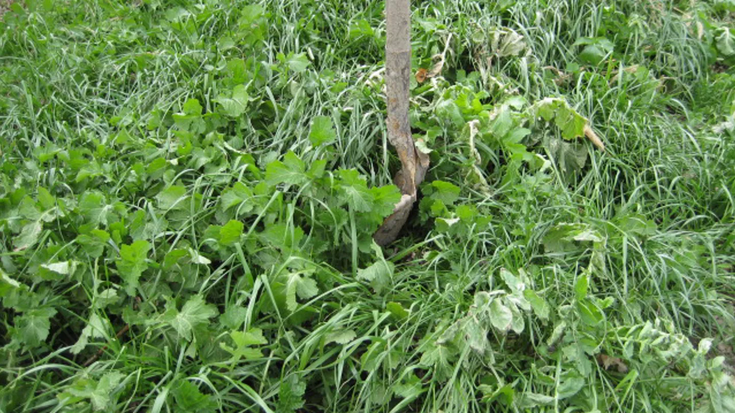 Cover Crop Benefits, Species Selection, Guidelines, and More
