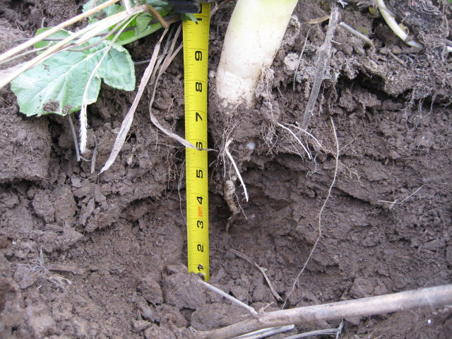 Figure 2. Deep radish taproot along with annual ryegrass roots in a field planted with a cover crop mix.