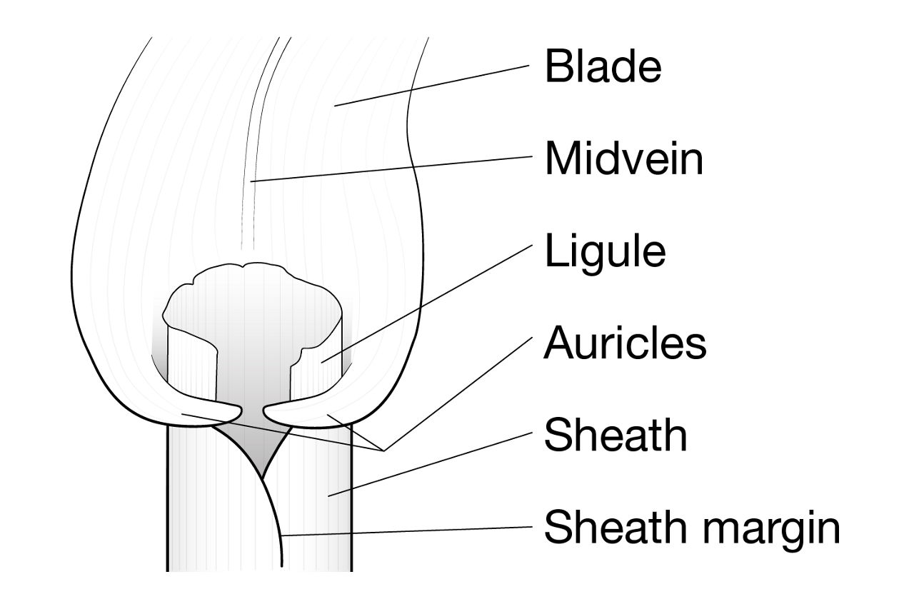 Figure 1. Grass identification characteristics.