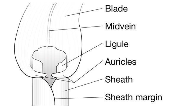 Grass identification characteristics.